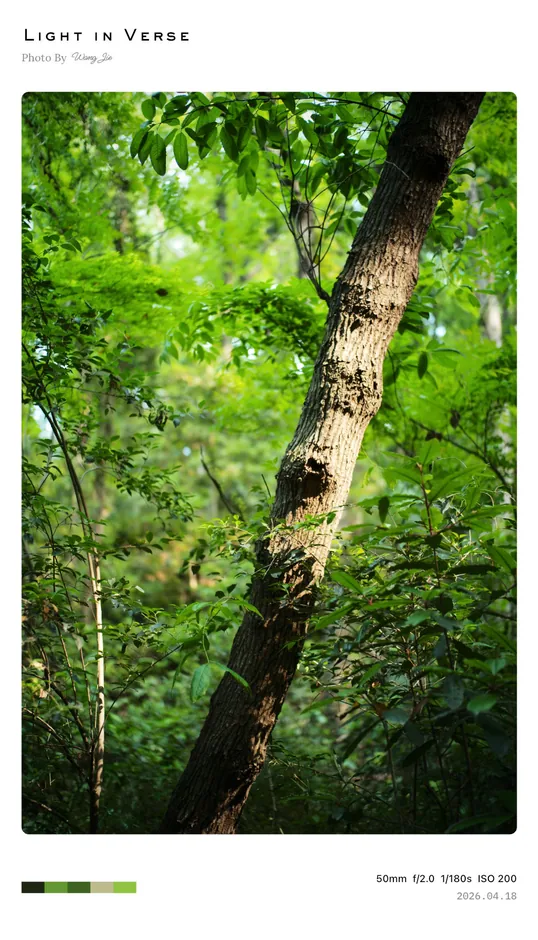 Color palettes photo border: Colors of the day, example 2